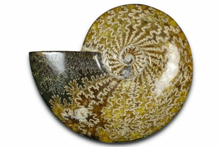 Polished Ammonite (Cleoniceras) Fossil - Madagascar #369624
